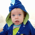 Shark head